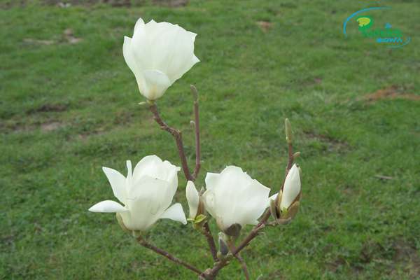 Magnolia Double Diamond